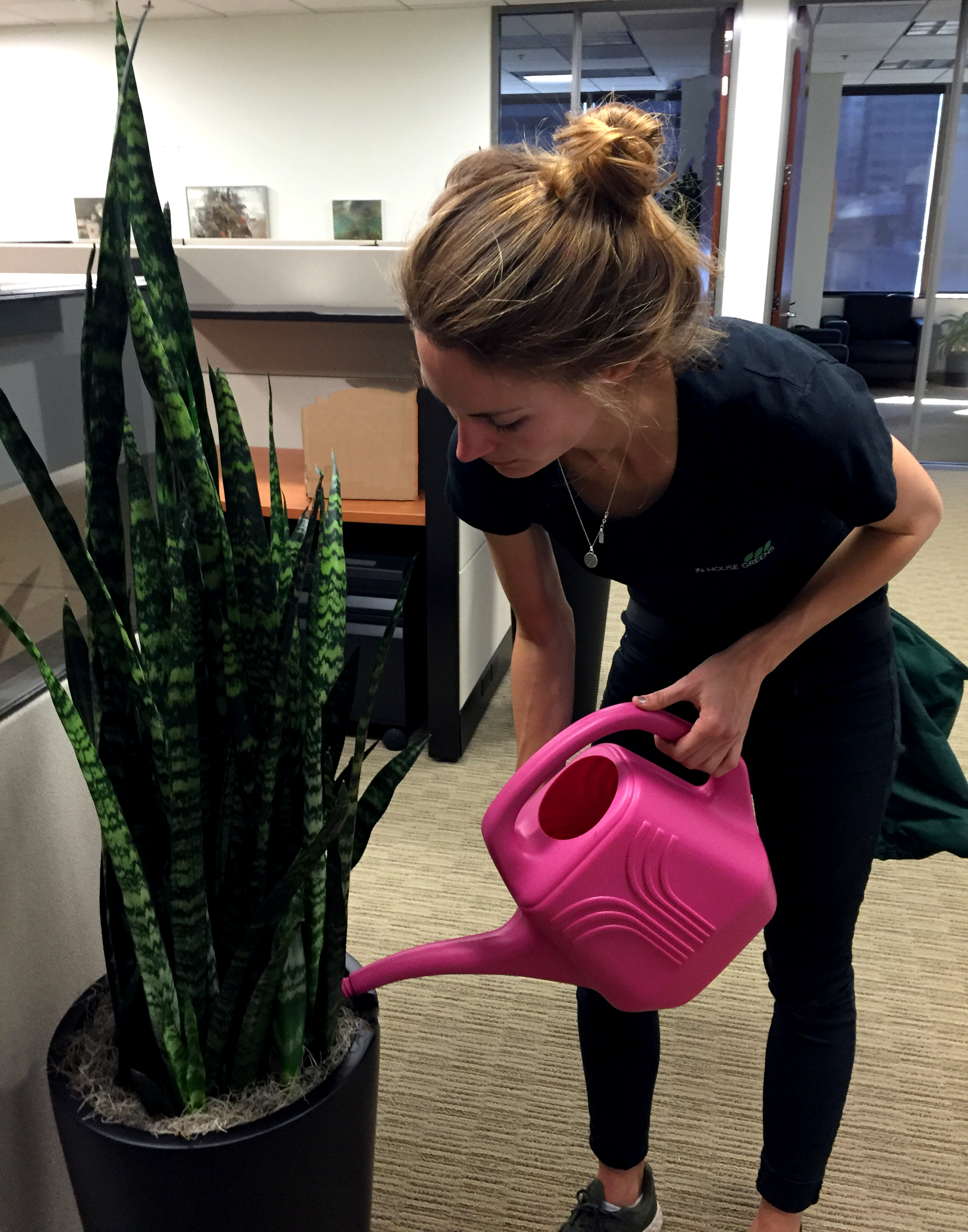 A young woman in an office, watering a Sansevieria snake plant with a bright pink watering can, and a green tool belt on.