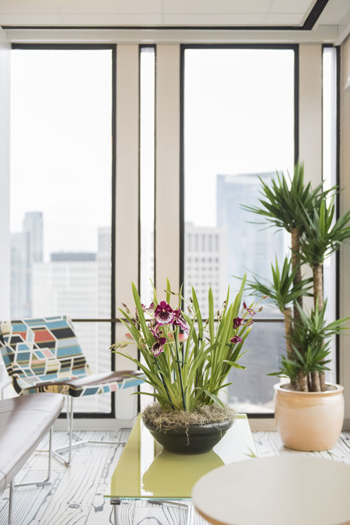 A beautiful purple Miltonia orchid arrangement on a table in front of a Yucca tree, in a bright office with big windows.