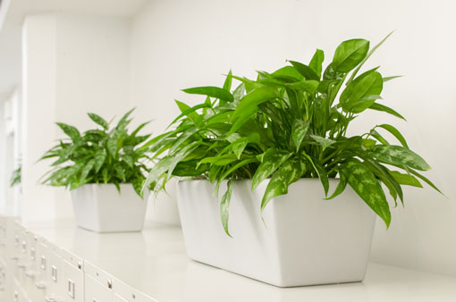 Two long rectangular planter boxes staged with vibrant green Aglaonema plants, on top of silver filing cabinets in an office.