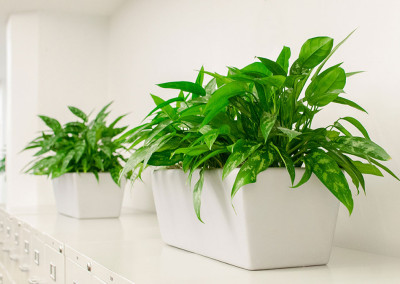 Two long rectangular planter boxes staged with vibrant green Aglaonema plants, on top of silver filing cabinets in an office.