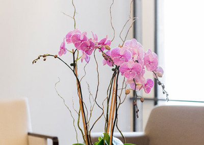 An office flower arrangement staged with three pink and white Phalaenopsis Orchids with willow and green moss, on a coffee table with furniture around it.