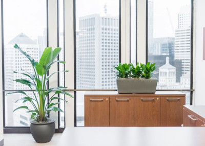 A classic office space overlooking large skyscrapers, staged with a Strelitzia Nicolai Bird of Paradise floor plant next to a cabinet with a grey rectangle planter box on top, staged with 3 vibrant Aglaonema plants.