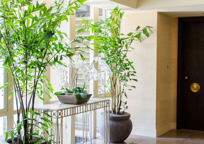 An elegant residential lobby with two large Caryota Mitis Fishtail Palms, staged around a table displaying a classic white Phalaenopsis Orchid arrangement.