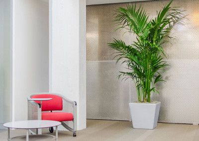 A large Kentia Palm staged in an office seating area, contrasting against a metal diamond plated wall.