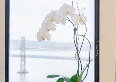 A beautiful white Phalaenopsis Orchid arrangement staged with willow in a grey modern pot, in front of a window, with the San Francisco Bay Bridge in the background.