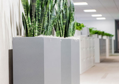 Six gorgeous dark green Sansevieria snakes plants, staged in two large gunmetal grey container boxes, in a modern office reception area.