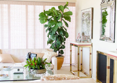 A very healthy Ficus Lyrata, Fiddle Leaf Fig tree staged in an elegant home residence.