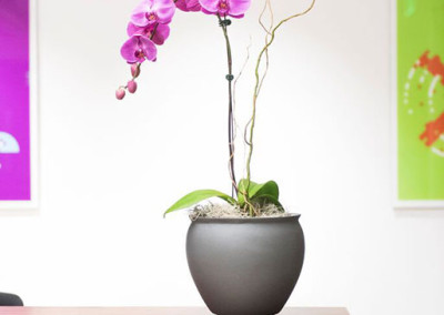 An elegant pink Phalaenopsis orchid arrangement with willow, in a gunmetal grey pot, on a desk in an office reception area.