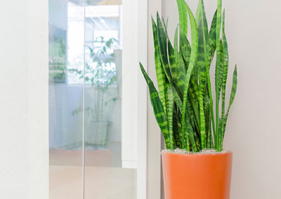 A stunning Sansevieria snake plant in a tall orange cylinder pot, staged in a modern office.