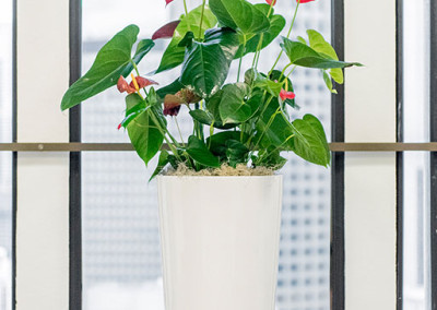 A vibrant red Anthurium plant in a tall white cylinder pot, in front of a window, in a sunny office.