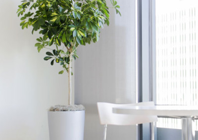 A gorgeous variegated Schefflera Arboricola tree, in a tall silver cylinder container, in a sunny office kitchen.