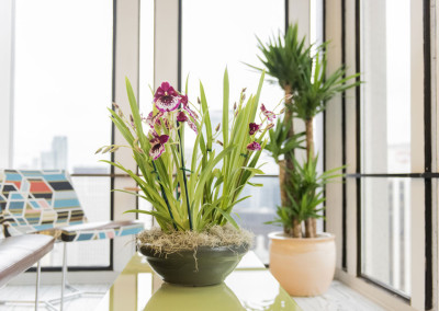 A beautiful purple Miltonia orchid arrangement on a table in front of a Yucca tree, in a bright office with big windows.