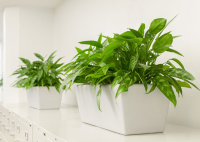 Two long rectangular planter boxes staged with vibrant green Aglaonema plants, on top of silver filing cabinets in an office.