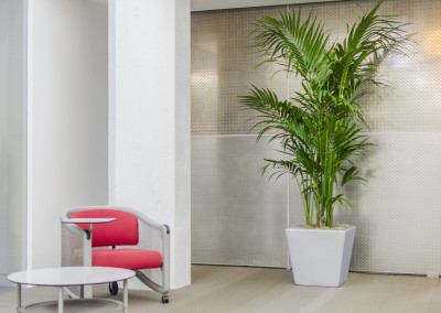 A large Kentia Palm staged in an office seating area, contrasting against a metal diamond plated wall.