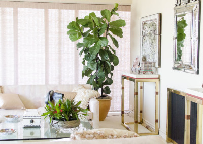 A very healthy Ficus Lyrata Fiddle Leaf Fig tree staged in an elegant home residence.