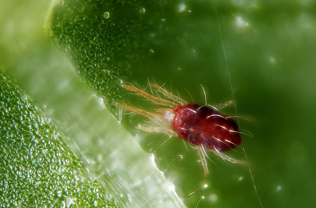 3 Easy Steps for Dealing with Spider Mites