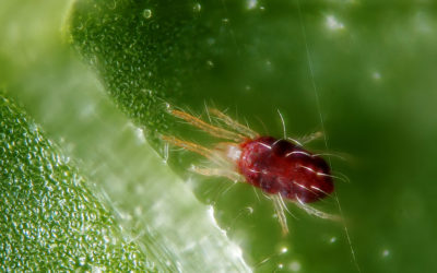 3 Easy Steps for Dealing with Spider Mites