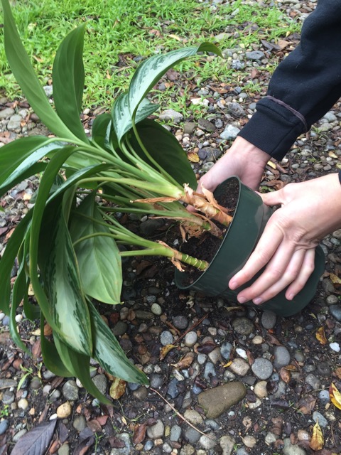 Repotting your indoor plant - step 1