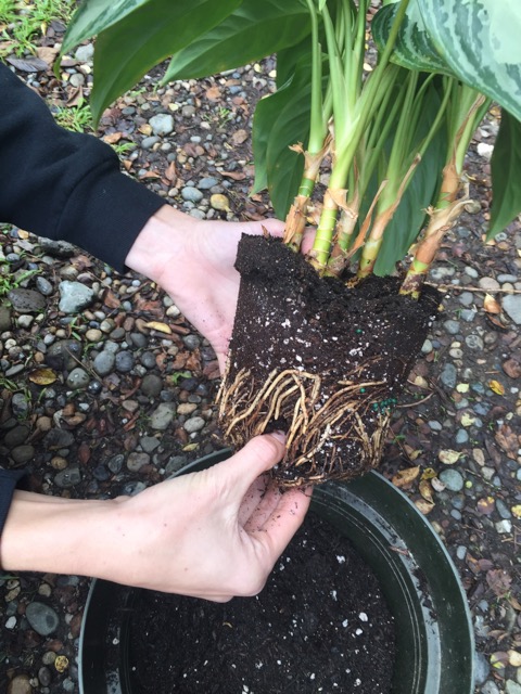 Repotting your indoor plant - step 2