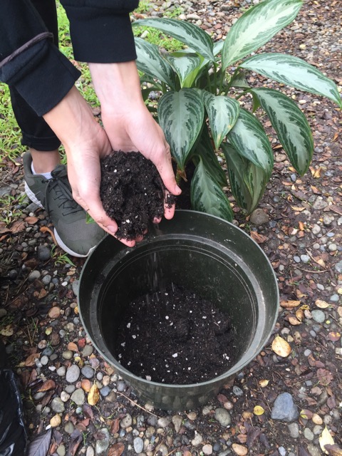 Repotting your indoor plant - step 3