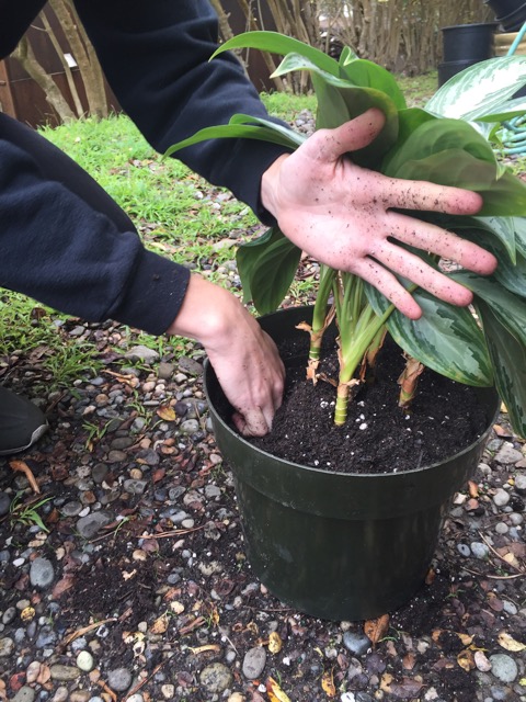 Repotting your indoor plant - step 4