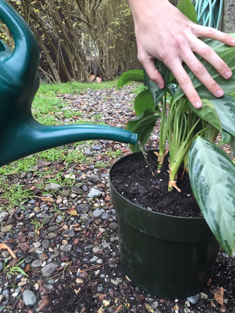 Repotting your indoor plant - step 5