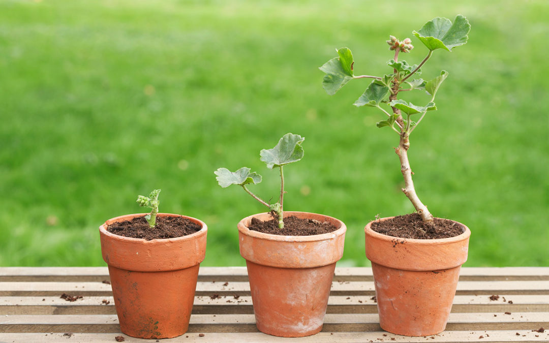 5 Steps for Repotting your Indoor Plants