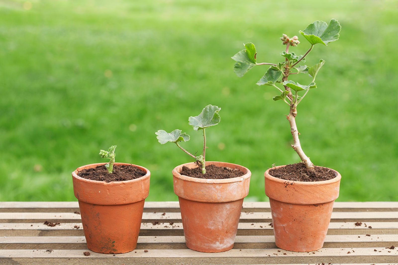 Repotting your indoor plants