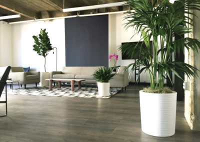 A modern loft office reception seating area, plantscaped with three large gorgeous tropical plants in white containers, placed around the furniture with a pink orchid in the background.