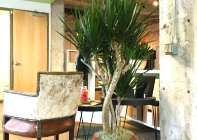 An image of a Dracaena Marginata tree with a curvy trunk, in a red clay colored container, in an office reception area.