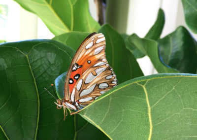 An close up image of a tan and orange butterfly on top of a large Ficus Lyrata leaf in a well lit area.