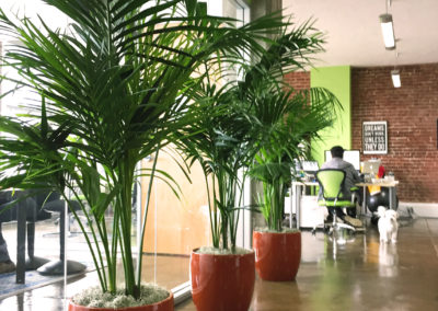 Three large Palm Kentia plants inside red clay containers, along conference room windows, in a loft office area with exposed brick and lime green walls.