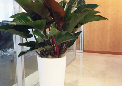 A large Philodendron Congo Rojo plant inside a tall, round, cylinder pot inside an office space.